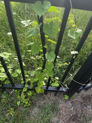 Ipomoea triloba