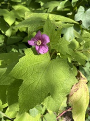 Rubus odoratus