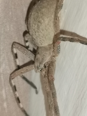 Palystes superciliosus