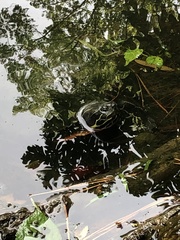 Pseudemys rubriventris