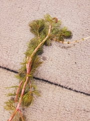 Myriophyllum