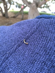 Phryganidia californica