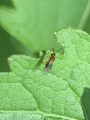 Hymenoptera