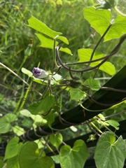 Ipomoea triloba