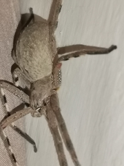 Palystes superciliosus