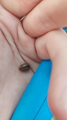 Leptinotarsa decemlineata