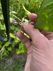 Ipomoea triloba