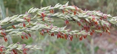 Panicum amarum