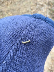 Phryganidia californica