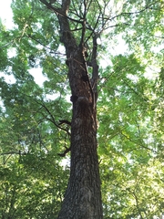 Fraxinus mandshurica