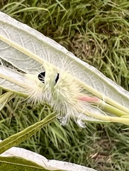 Calliteara pudibunda