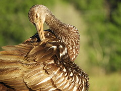 Aramus guarauna