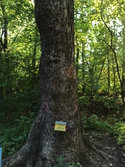 Fraxinus mandshurica