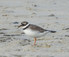 Charadrius hiaticula