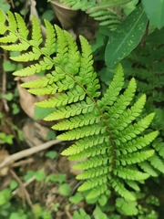 Polystichum setiferum