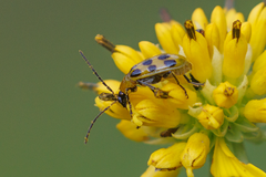 Diabrotica undecimpunctata