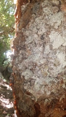 Insecta