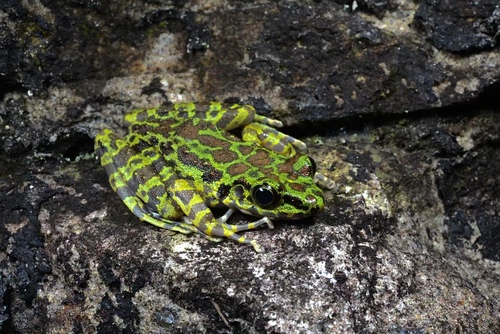 Odorrana lungshengensis