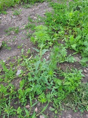 Atriplex oblongifolia