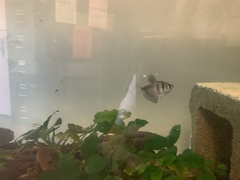 Gymnocorymbus ternetzi