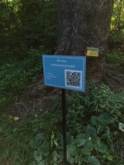 Fraxinus mandshurica