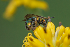 Augochlora pura