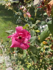 Rosa rubiginosa