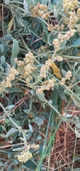 Atriplex portulacoides