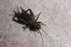 Modicogryllus frontalis