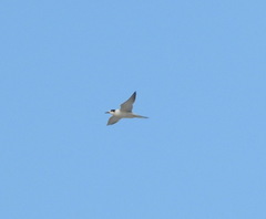 Sterna hirundo