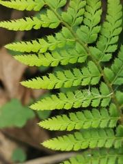 Polystichum setiferum