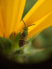 Agapostemon