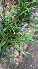 Liriope muscari