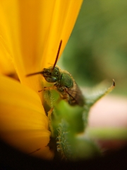 Agapostemon