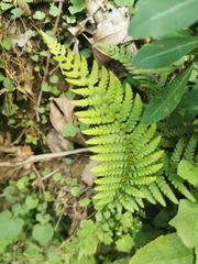 Polystichum setiferum