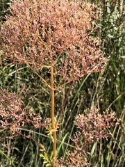 Valeriana officinalis