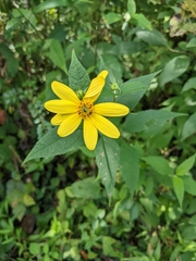 Helianthus divaricatus