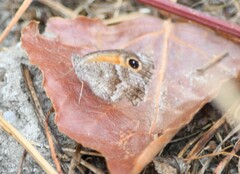 Pyronia cecilia