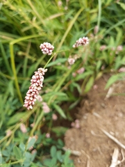 Persicaria maculosa