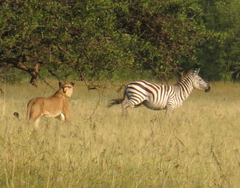 Panthera leo melanochaita