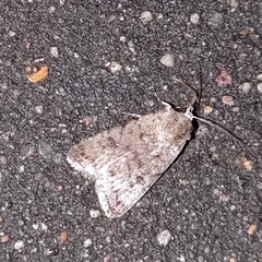 Caradrina clavipalpis