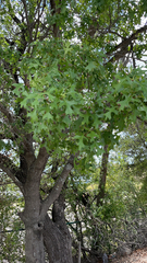 Quercus buckleyi