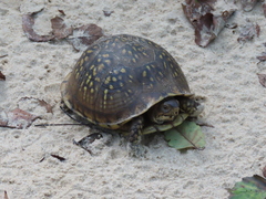 Terrapene carolina triunguis