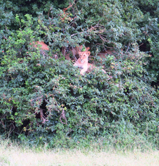 Panthera leo melanochaita
