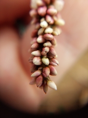 Persicaria maculosa