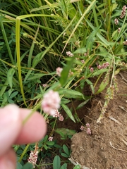 Persicaria maculosa