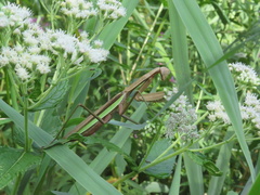 Tenodera sinensis