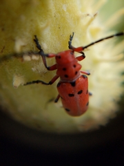 Tetraopes femoratus