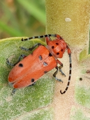 Tetraopes femoratus