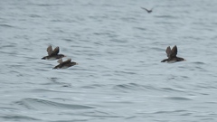 Cerorhinca monocerata